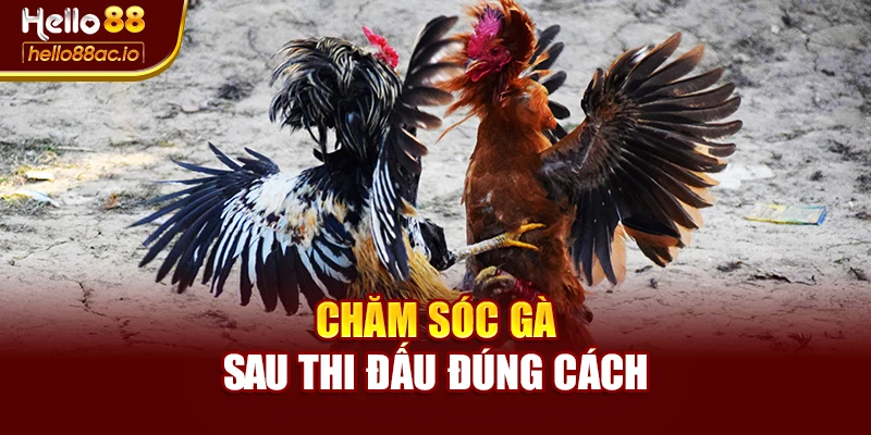 Chăm sóc gà sau thi đấu đúng cách