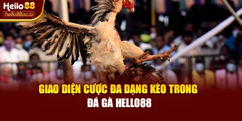 Giao diện cược đa dạng kèo trong đá gà Hello88