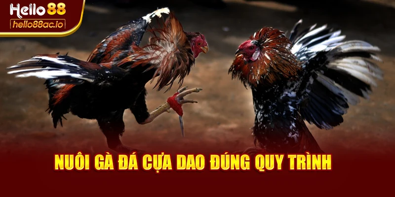 Nuôi gà đá cựa dao đúng quy trình 